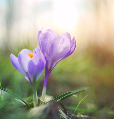 Hove Brighton Local Counselling